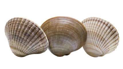 Three ribbed brown and white clam shells arranged in a row © Lena