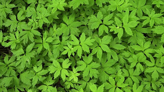 pan over forest undergrowth of a bright green plant in the Pacific Northwest