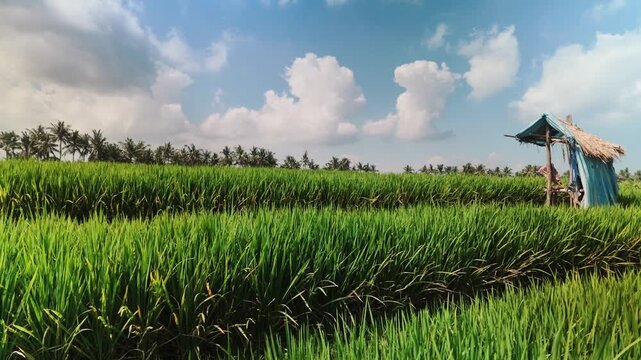 Lush Green Rice Paddy Field Landscape with Wooden Hut Under Blue Sky