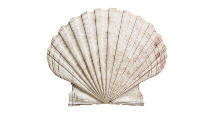 Large white fan shaped scallop shell with textured ridges and brown markings © Veikko