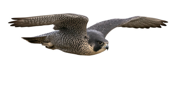 Peregrine falcon in flight with wings spread and detailed grey and white plumage
