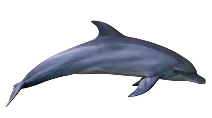 Bottlenose dolphin swimming with smooth grey skin and dorsal fin © Veikko