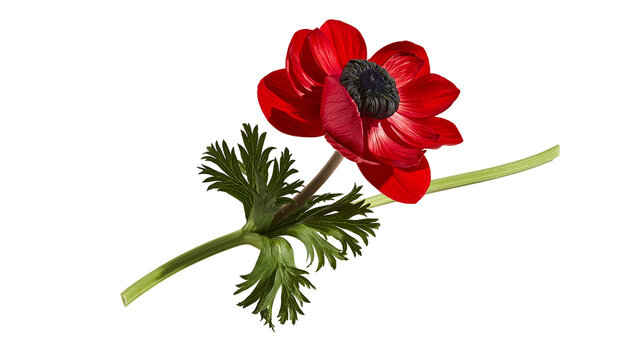 Vibrant red anemone flower with dark center and green fern-like foliage on stem