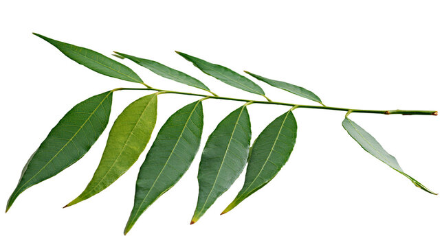 Fresh green curry leaves on a thin woody stem branch