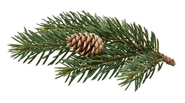 Fresh green spruce branch with a single brown pine cone