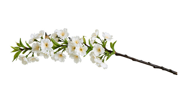 Blooming cherry blossom branch with white flowers and green leaves