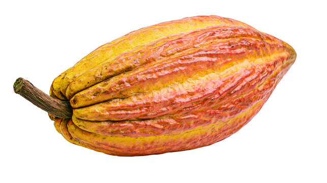 Ripe yellow and orange cocoa pod with a brown stem