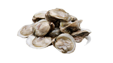Fresh raw oysters in open shells piled together © Veikko