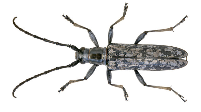 Mottled grey and black longhorn beetle with long antennae