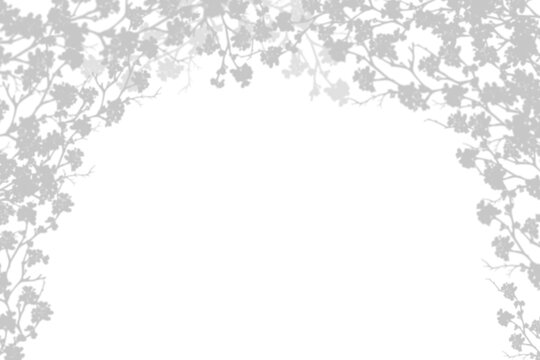 Leaf shadows,light overlay on white background,illustration isolated transparent of Silhouette leaves Cherry Blossom tree shadow on wall,Element design decoration for Spring,Summer Backdrop Background