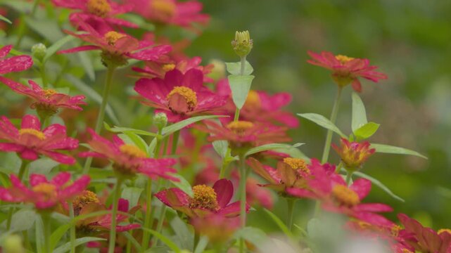 Red Zinnia's in the Rain - ECU - 4K