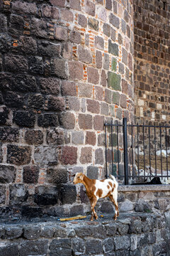 Goat standing beside an old historic stone wall.
