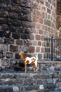 Goat standing beside an old historic stone wall.