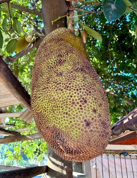 Close up view of a large ripe spiky jackfruit hanging directly from a tree trunk in a garden.