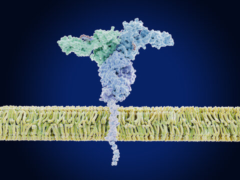 The  immunoglobulin gamma Fc receptor (hFcgammaRI) on an immune cell membrane