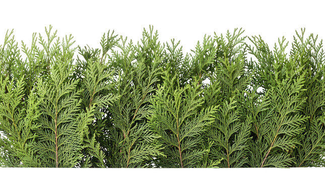 Une bordure horizontale dense compos&eacute;e de branches de thuya vert vif, isol&eacute;e sur un fond blanc pur, id&eacute;ale pour des projets de design paysager, de jardinage ou des &eacute;l&eacute;ments graphiques naturels.