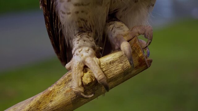 Close up of predatory owl talons gripping a wooden perch outdoors.