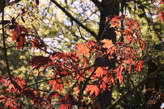 Parc de Sceaux - &eacute;rable plane pourpre
