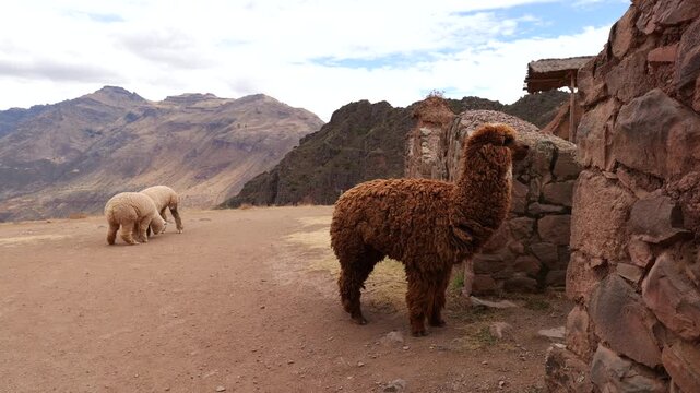 Alpacas and llamas roam among Inca ruins
