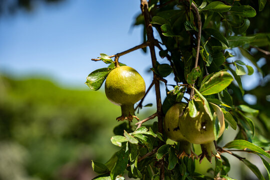 Close up of unripe pomegranates growing on tree.