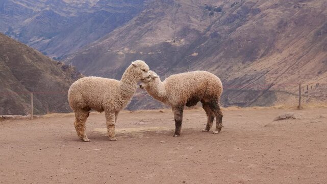 Two white llamas fighting among the Andes