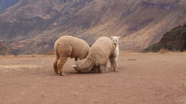 Two white llamas fighting among the Andes. A baby alpaca intervenes in a fight