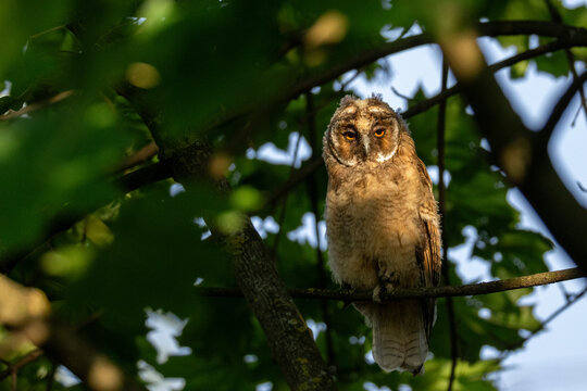 Close-up shot of a juvenile long-eared owl (Asio otus) sitting on a maple branch and looking into the camera lens in summer evening light.