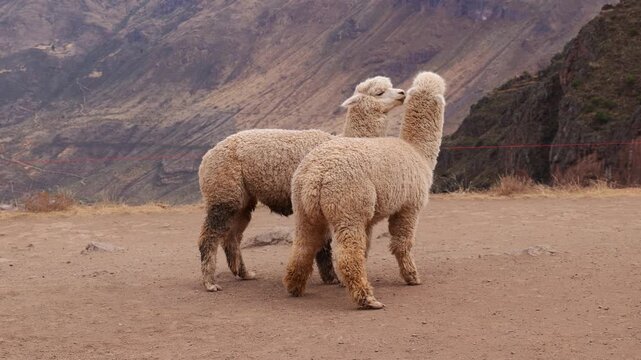 Two white llamas fighting among the Andes