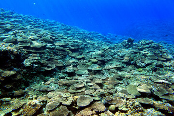 Wide coral reef landscape in clear blue tropical ocean Okinawa Japan © bongoman