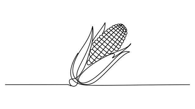 Continuous single line drawing of a fresh corn cob with leaves isolated on a white background Vector, illustration