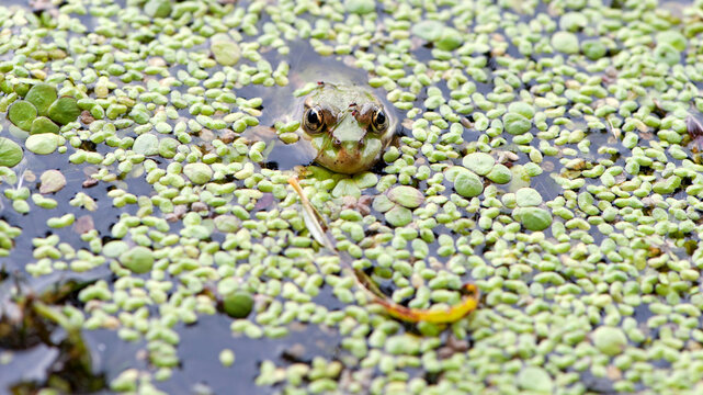Marsh frog, frog eyes, Pelophylax ridibundus, in nature habitat. Wildlife scene from nature, green animal in water. Beautiful frog in dirty water in a swamp. amphibian close-up