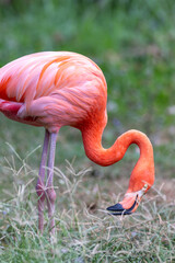 Pink flamingo bending its long neck down near green grass in a field. © wannasak