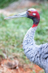 Fototapeta premium Sarus crane head and long neck profile with distinct red skin and sharp beak.