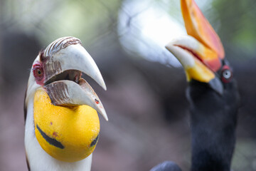 Two hornbill birds opening their colorful beaks in a natural habitat. © wannasak