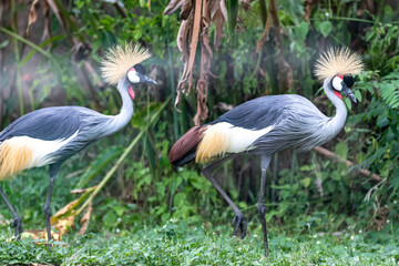 Fototapeta premium Two grey crowned cranes with golden crests walking together on a grassy field in a park.