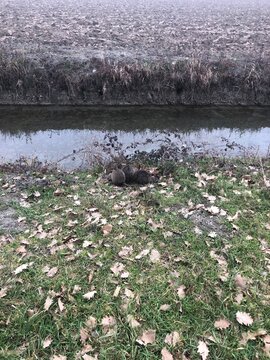 Wild coypus rest near a narrow water canal bordering an agricultural field on a misty day. This image illustrates wildlife adaptation rural habitats and ecosystem biodiversity.