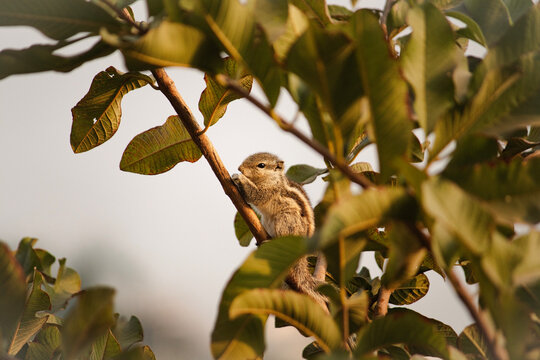 Indian Palm Squirrel Sitting on Tree Branch in Natural Green Foliage Cute Wildlife Stock Photo