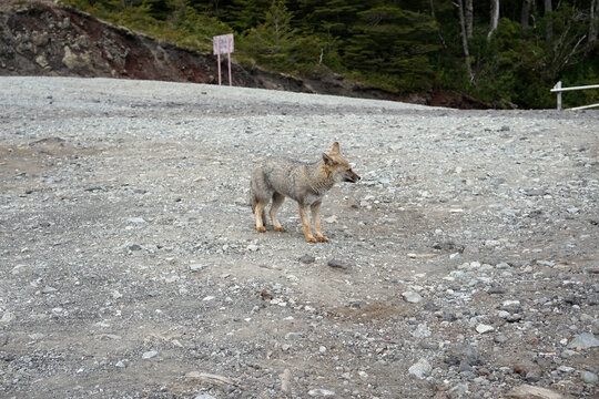 South American gray fox (Lycalopex griseus) at hiking parking lot in the Llanquihue Province, Los Lagos Region, Chile, chilla, zorro 
