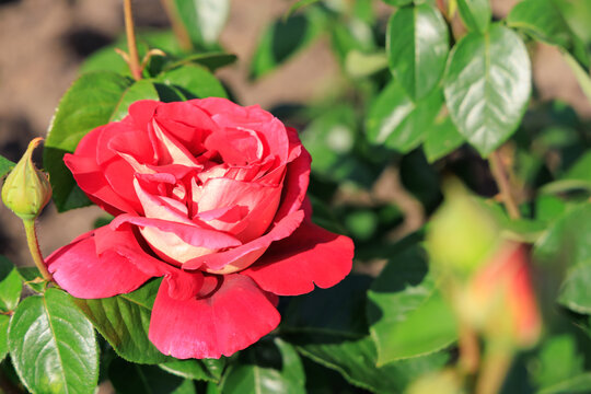 Varietal rose blooming in a garden during daylight hours
