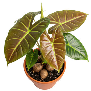 Variegated Alocasia Polly Plant in Terracotta Pot
