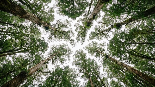 Looking up at tall green pine trees in a dense forest