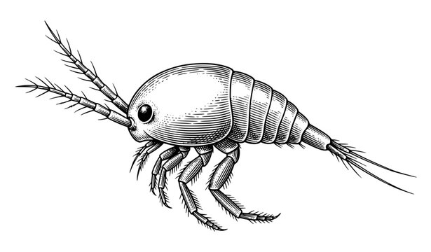 Vintage Cyclops Larva Natural History Engraving Black Ink Zoological Vector Illustration