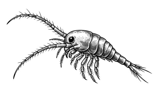Antique Cyclops Larva Copepod Zoological Specimen Black Ink Engraving Vector Illustration