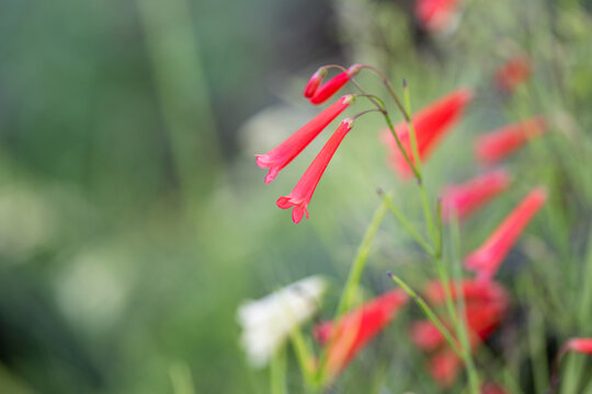 Close-up of bright red tubular flowers of Russelia juncea (firecracker plant) blooming in a garden.
