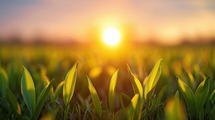 Obraz premium Sunset over early spring fields in a natural rural landscape