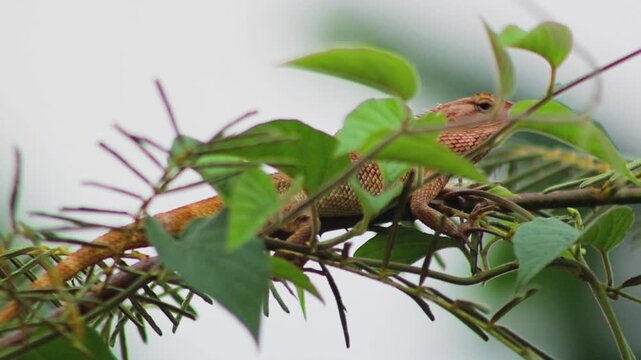 Oriental garden lizard (Calotes versicolor) resting among green leaves and branches in a natural outdoor environment, showing its textured body and camouflage behavior.
