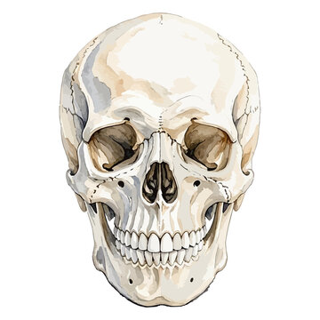 Vector watercolor human skull