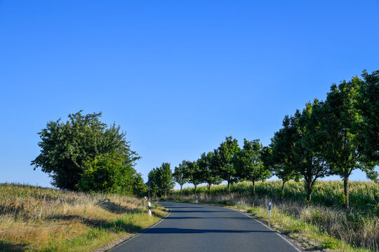 Kurvige Landstra&szlig;e neben einem Maisfeld und gro&szlig;en B&auml;umen in sommerlicher Landschaft. Roadtrip, Landwirtschaft, l&auml;ndliche Mobilit&auml;t, Natur, Weite und Fahrt durch die Region.