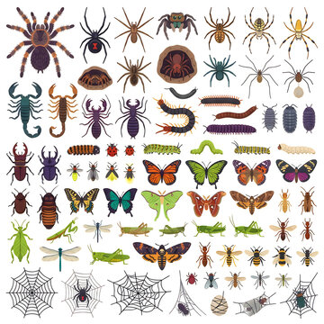Creepy Crawlies Insect Collection, Vectors Spider Scorpion, Arthropod Bugs Moths Butterflies Set, Nature Entomology School isolated PNG with Transparent Background Halloween