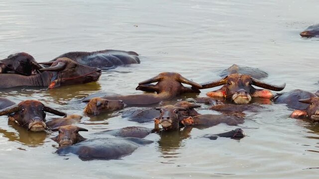 Water buffalo herd swimming in muddy river, curved horn and dark wet hide visible as tropical wildlife habitat, calm group bath with broad heads and rippling water creating natural outdoor scene
